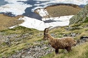 74 Un saluto allo stambecco e al laghetto sottostante